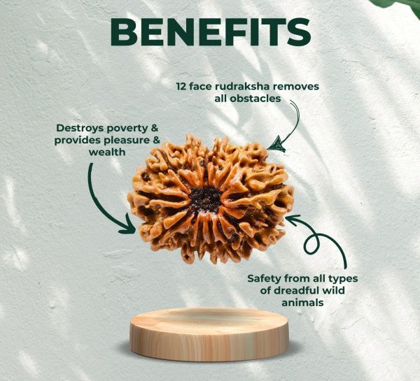 Twelve Mukhi Rudraksha