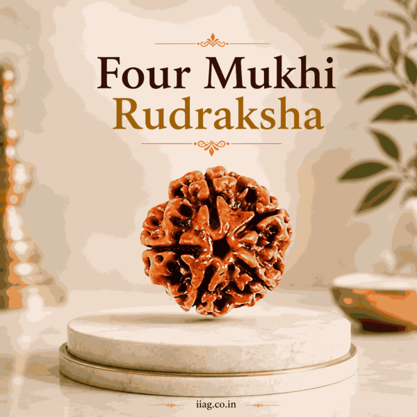 Four Mukhi Rudraksha