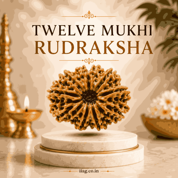 Twelve Mukhi Rudraksha