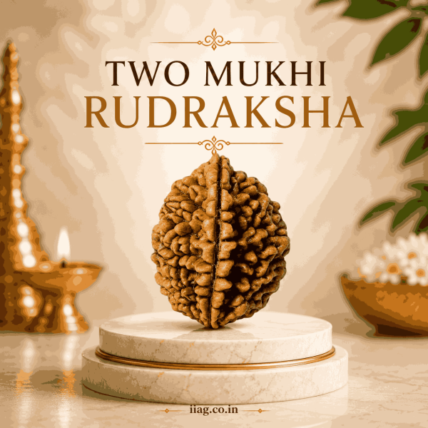 Two Mukhi Rudraksha