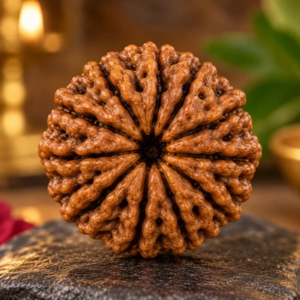 Fourteen Mukhi Rudraksh