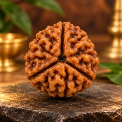 Three Mukhi Rudraksha